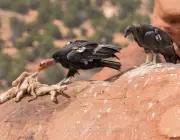 Condor da California Comendo 4