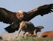 Condor da California Comendo 5