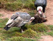 Condor da California Comendo 6