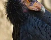 Condor da Califórnia Gymnogyps em risco de Extincao 1