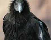 Condor da Califórnia Gymnogyps em risco de Extincao 2