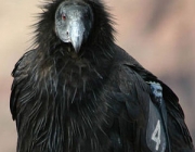 Condor da Califórnia Gymnogyps em risco de Extincao 2