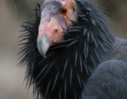 Condor da Califórnia Gymnogyps em risco de Extincao 3