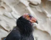 Condor da Califórnia Gymnogyps em risco de Extincao 4