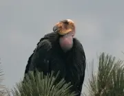 Condor da Califórnia Gymnogyps em risco de Extincao 5