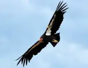 Condor da Califórnia Gymnogyps em risco de Extincao 6