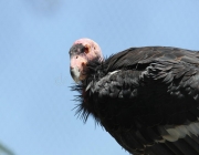 Condor da Califórnia Gymnogyps 1