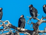 Condor da Califórnia Gymnogyps 2