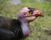 California Condor Profile Gymnogyps californianus