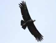 Condor da Califórnia Gymnogyps 5