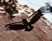 Condor da Califórnia Gymnogyps 6