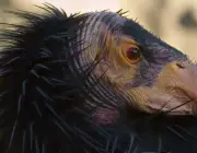 Condor da California 1