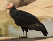 Condor da California 3