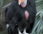 Condor da California 4