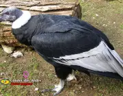 Condor dos Andes 1