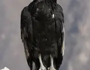 Condor dos Andes 2