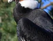 Condor dos Andes 5