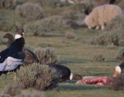 Condor dos Andes Comendo 1