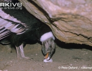 ARKive image GES018417 - Andean condor