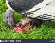 Condor dos Andes Comendo 4