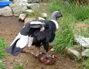 Condor dos Andes Comendo 5
