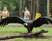 Condor dos Andes Envergadura 1