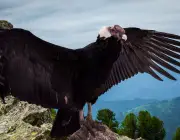 Condor dos Andes Envergadura 2
