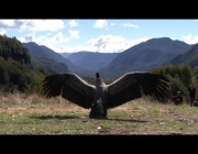 Condor dos Andes Envergadura 3