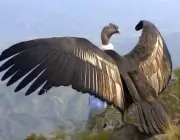Condor dos Andes Envergadura 4