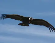 Condor dos Andes Envergadura 5