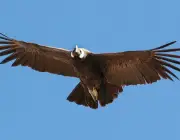 Condor dos Andes Envergadura 6