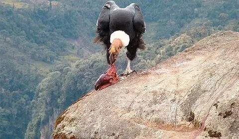 Condor dos Andes se Alimentando 5