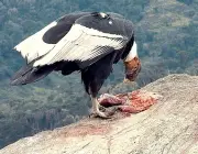 Condor dos Andes se Alimentando 1