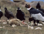 Condor dos Andes se Alimentando 2