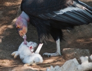 Condor dos Andes se Alimentando 6