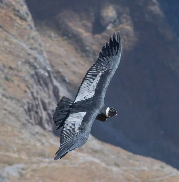 Condor dos Andes 5