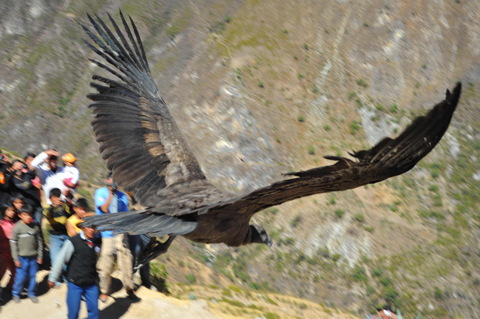 Condor dos Andes 6
