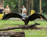 Condor dos Andes 1