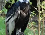 Condor dos Andes 3