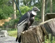Condor dos Andes 4