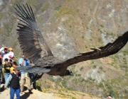 Condor dos Andes 6