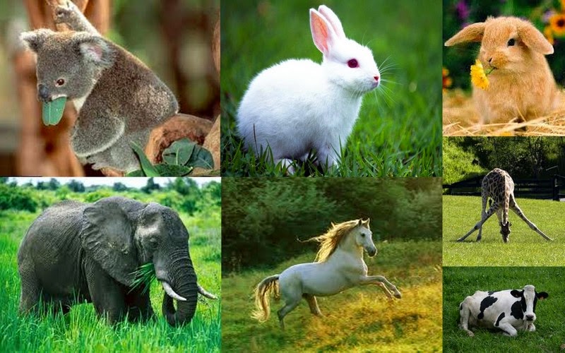 Como Funciona a Cadeia Alimentar Mundo Ecologia