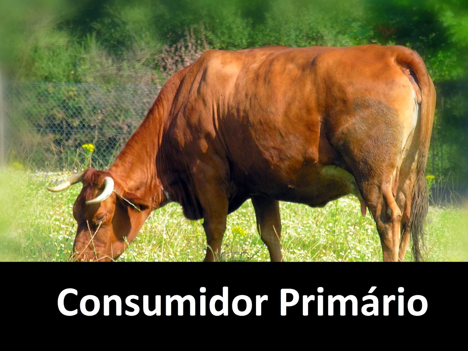 Exemplos De Consumidores Primários - BINKEDU