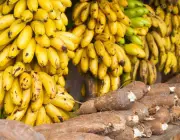 Consumo da Banana da Terra 3
