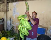 Consumo de Banana da Terra 1