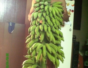 Consumo de Banana da Terra 4