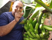 Consumo de Banana da Terra 5