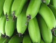Consumo de Banana da Terra 6