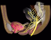 Controle Intestinal 4