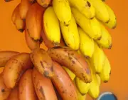 Cores de Banana 5